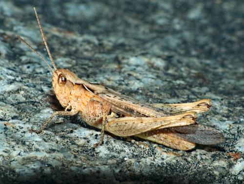 Réf. 339 622 : Chorthippus sp.